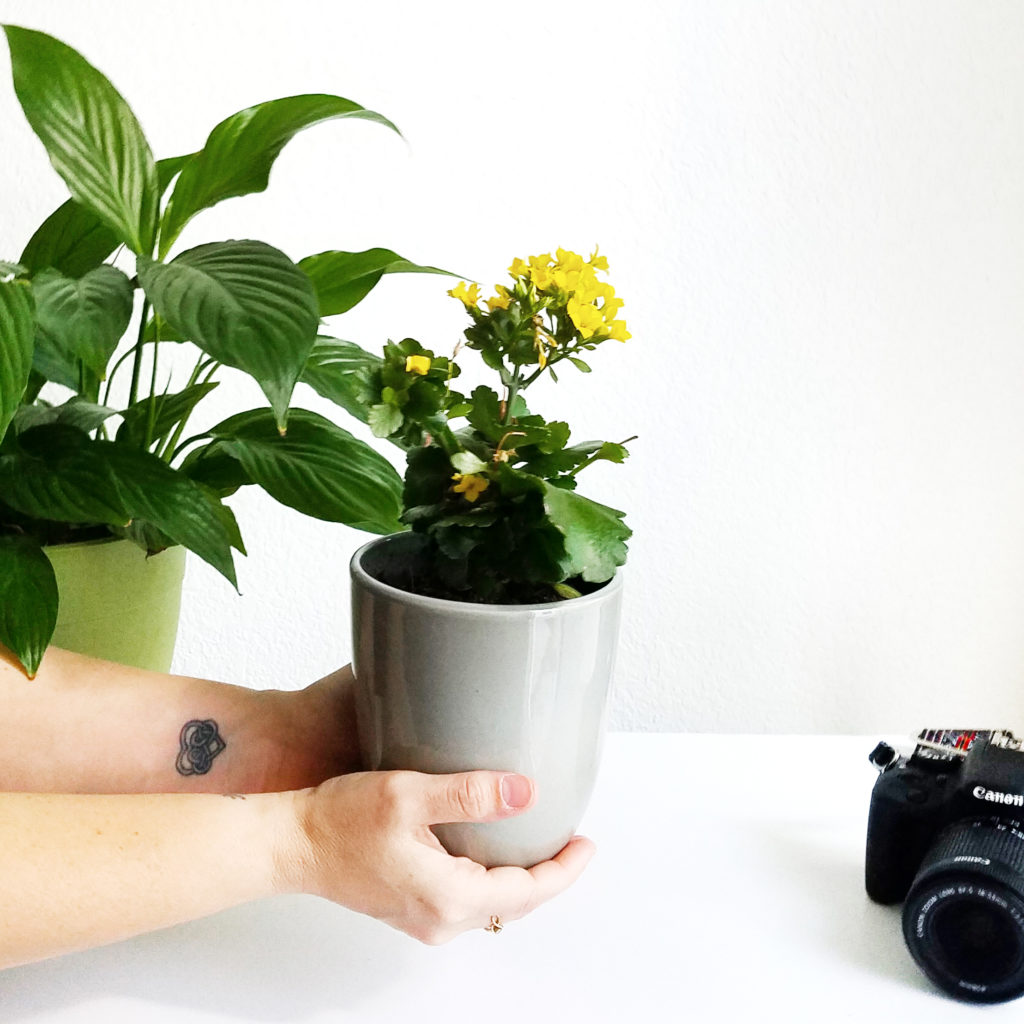 How we care for our plants after we photograph them for our blog